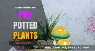 Mushrooms in Potted Plants: Harmful or Harmless? Expert Insights