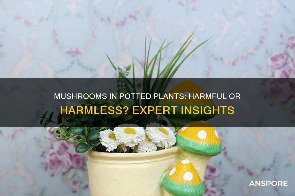 are mushrooms bad for potted plants