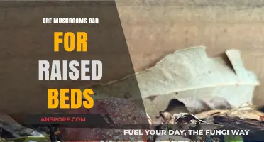 Mushrooms in Raised Beds: Harmful or Harmless for Your Garden?