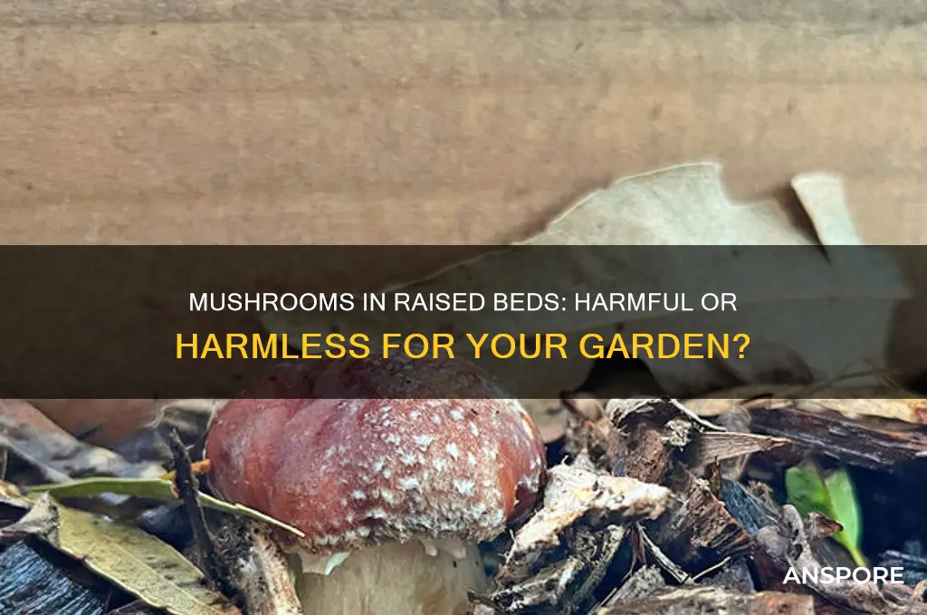 are mushrooms bad for raised beds