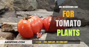 Mushrooms Near Tomato Plants: Harmful or Harmless Garden Companions?