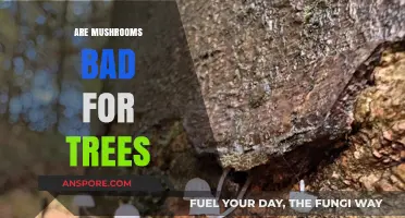 Mushrooms and Trees: Unveiling the Truth About Their Relationship