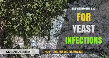 Mushrooms and Yeast Infections: Debunking Myths and Understanding Risks