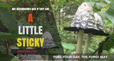 Sticky Mushrooms: Are They Safe to Eat or Should You Avoid?