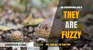 Fuzzy Mushrooms: Are They Safe to Eat or Toxic?