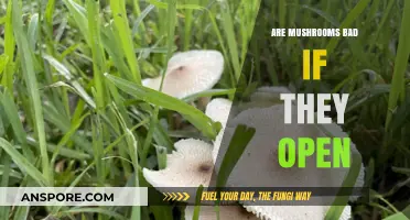 Mushrooms Opening: Are They Still Safe to Eat or Harmful?