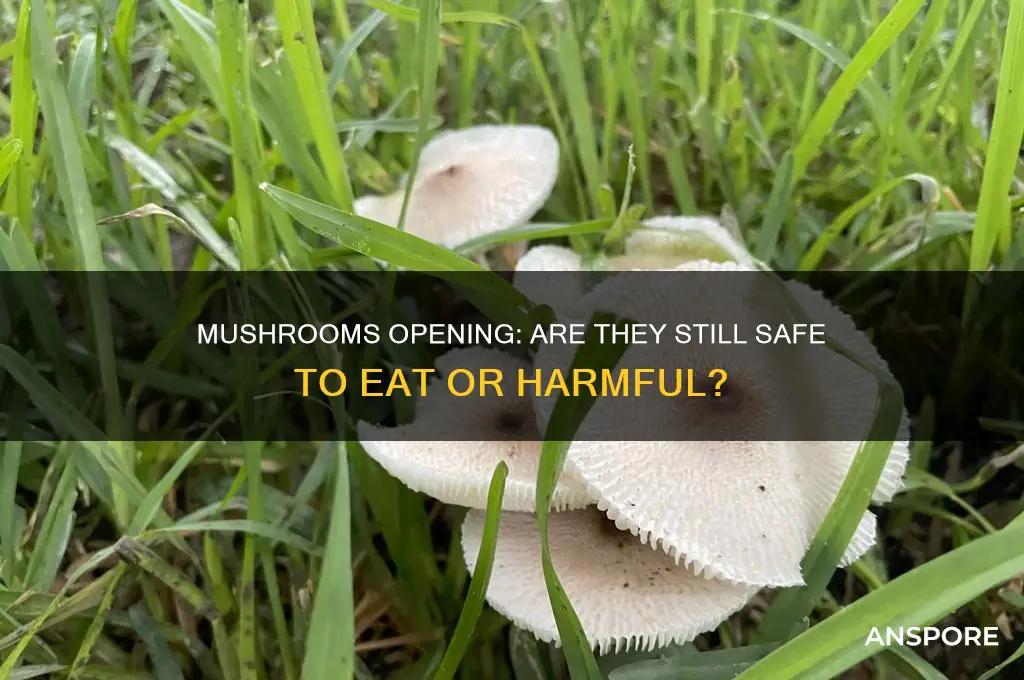 are mushrooms bad if they open