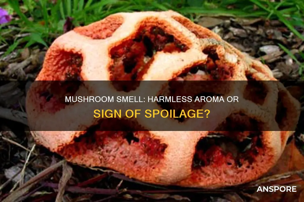 are mushrooms bad if they smell