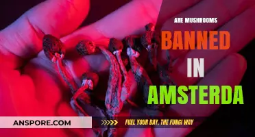 Mushroom Laws in Amsterdam: Are They Banned?