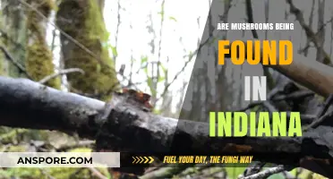 Indiana's Mushroom Boom: Exploring the Rise of Fungi in the Hoosier State