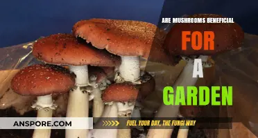 Mushrooms in Gardens: Unlocking Soil Health and Plant Growth Benefits
