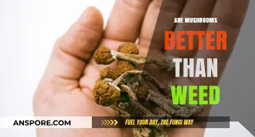 Mushrooms vs Weed: Which Offers the Best High?