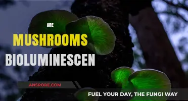 Mushrooms: Nature's Glowing Wonder
