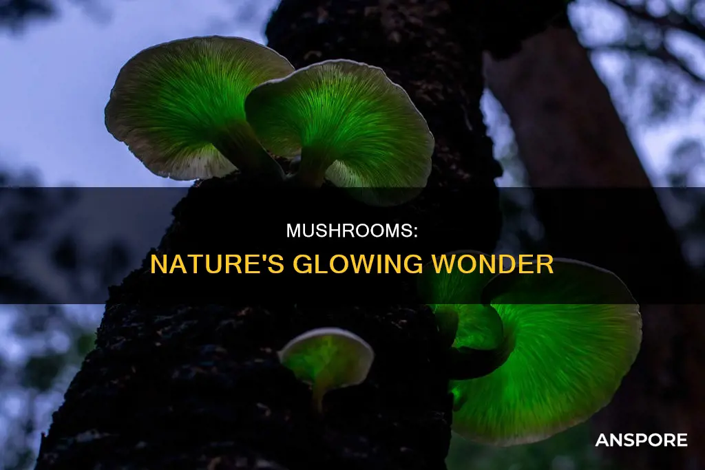 are mushrooms bioluminescent