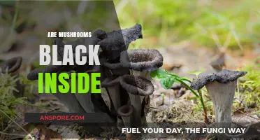 Mushroom Mystery: Black Interior Explained