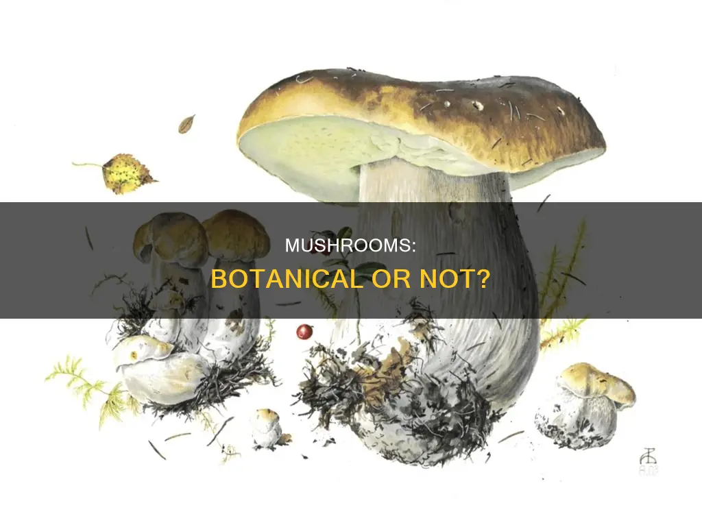 are mushrooms botanical
