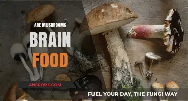 Mushrooms: Brain-Boosting Superfood?