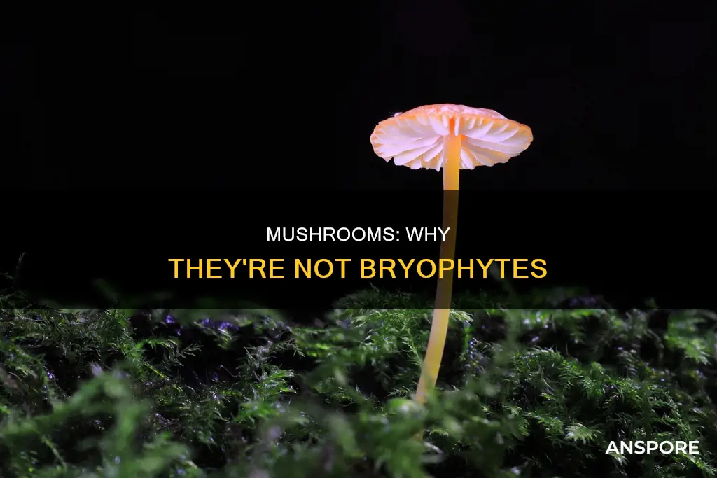 are mushrooms bryophytes