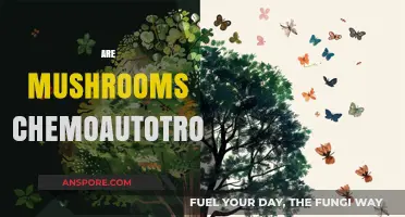 Mushrooms: Chemoautotrophs or Not?