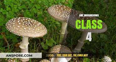 Mushrooms: Class 4 Status Explained