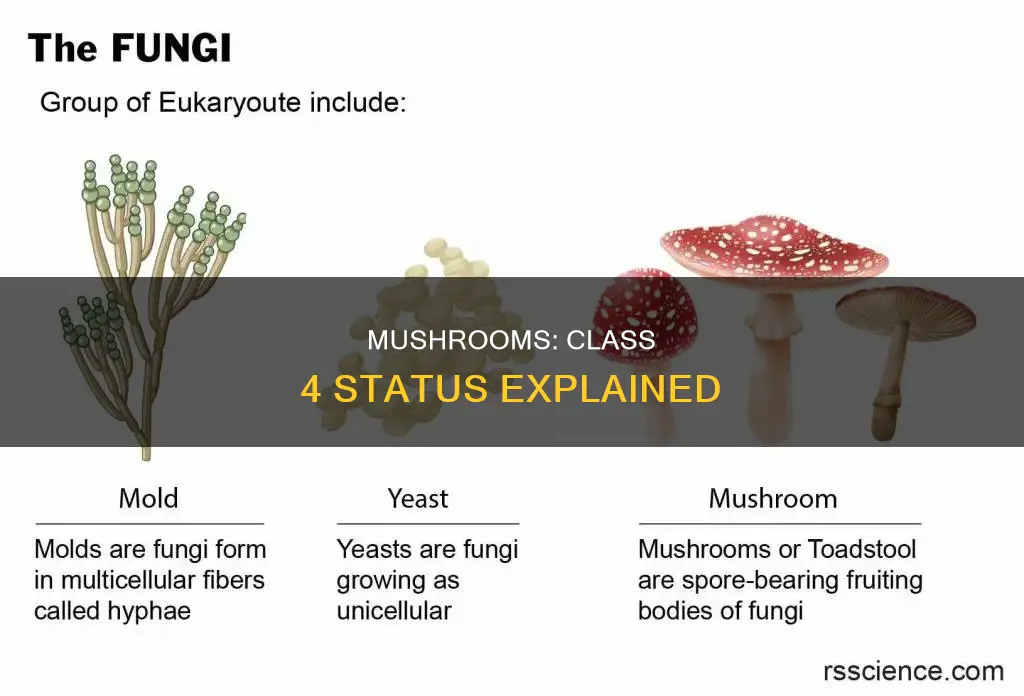are mushrooms class 4