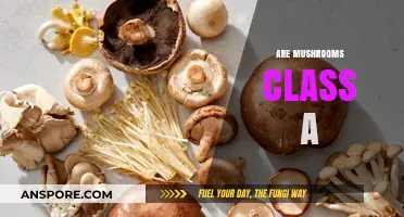 Mushrooms: Class A Drugs or Not?