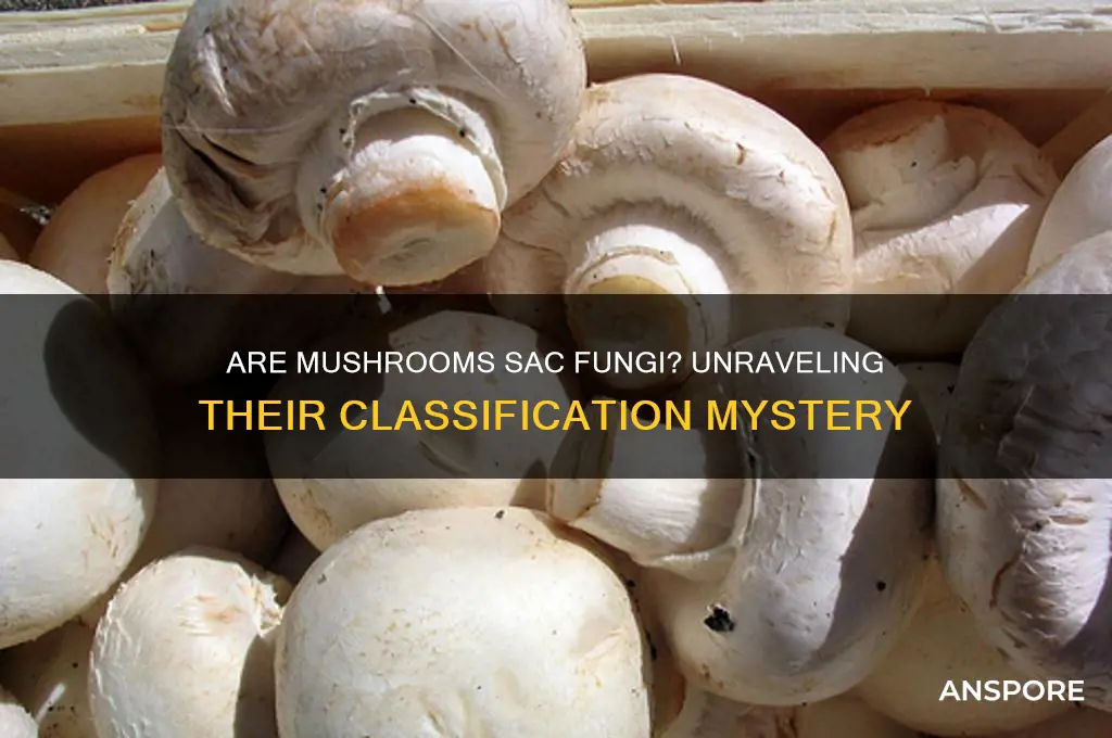 are mushrooms classified as sac fungi