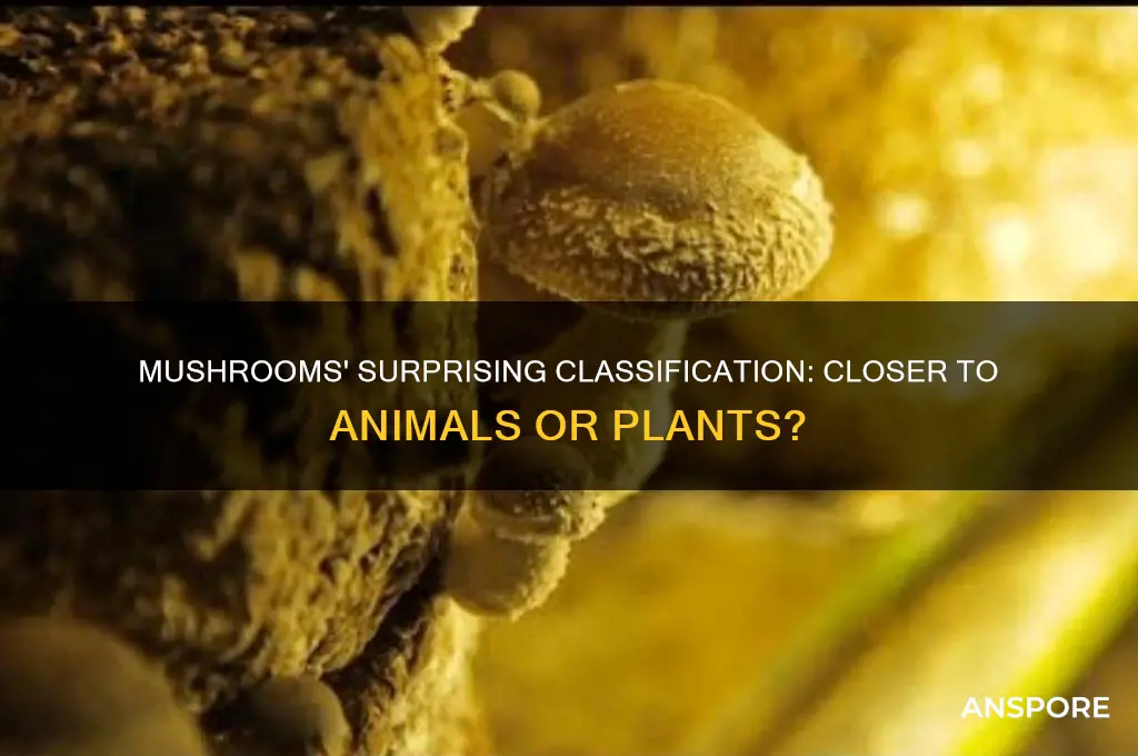 are mushrooms closer to animals or plants