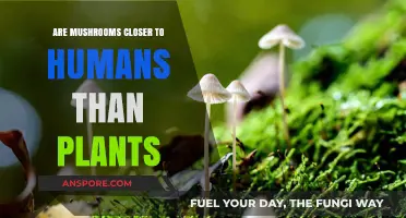 Mushrooms vs. Plants: Surprising Genetic Links to Humans Revealed