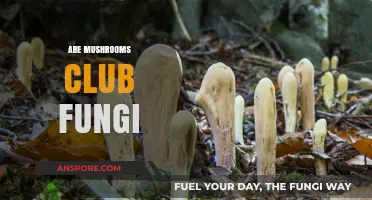 Mushroom Mystery: Are They Club Fungi?