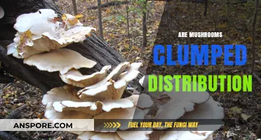Mushroom Growth: Clumped Distribution and its Intricacies