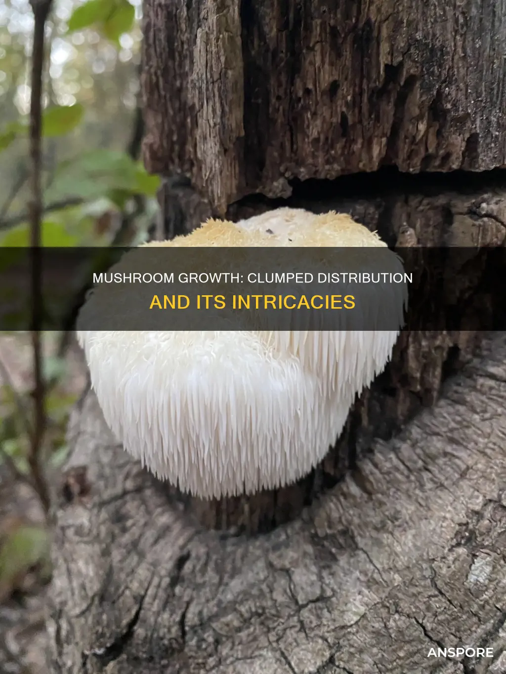 are mushrooms clumped distribution