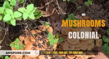 Mushrooms: Complex Colonial Communities