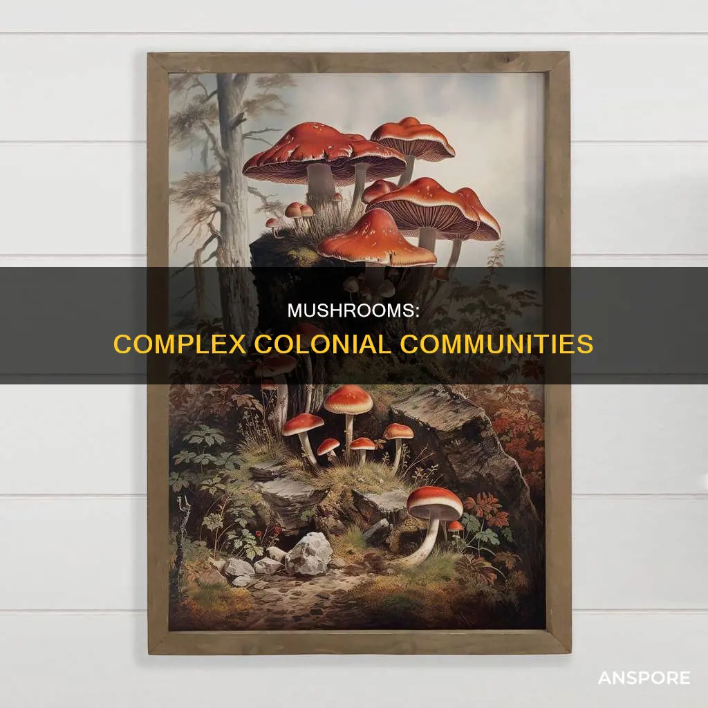 are mushrooms colonial
