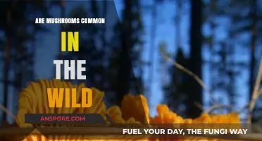 Exploring Nature's Bounty: How Common Are Wild Mushrooms?