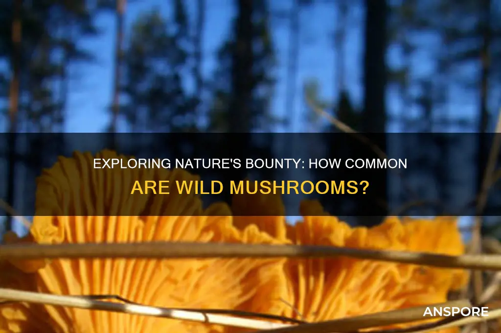 are mushrooms common in the wild
