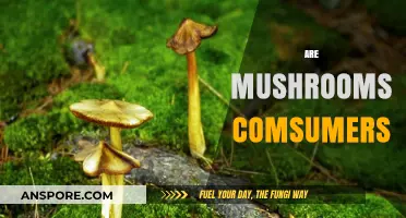 Mushrooms: The Ultimate Consumers in the Food Chain