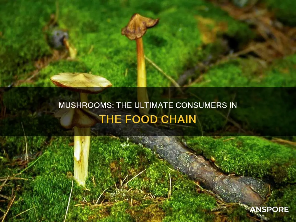are mushrooms comsumers
