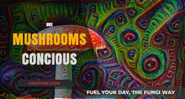 The Consciousness Conundrum: Are Mushrooms Sentient?
