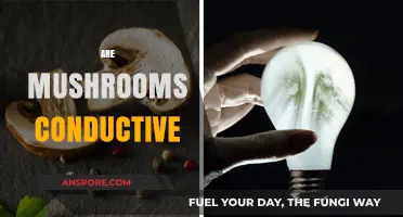 Mushrooms: Conductive or Not?