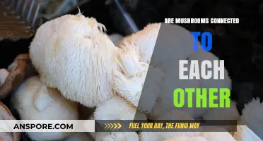 The Hidden Network: How Mushrooms Stay Connected Underground