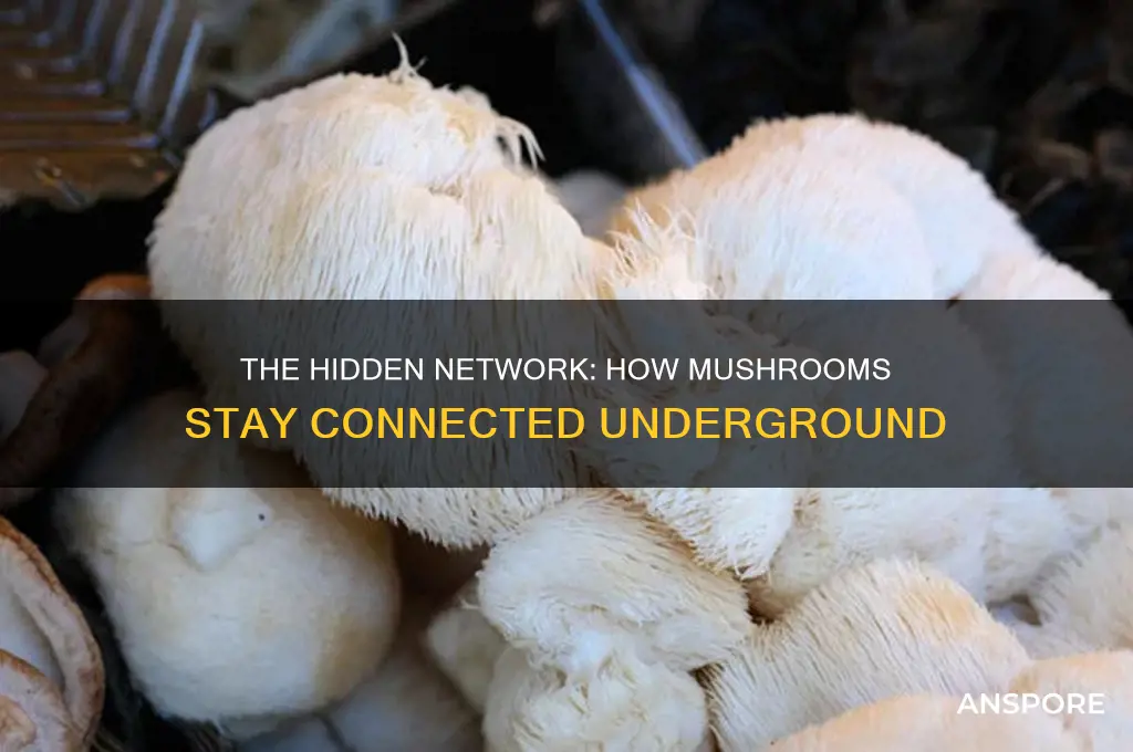 are mushrooms connected to each other