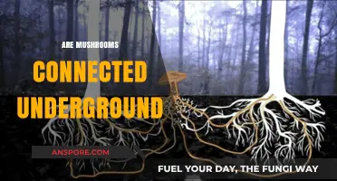 Mushroom Network: Underground Connections