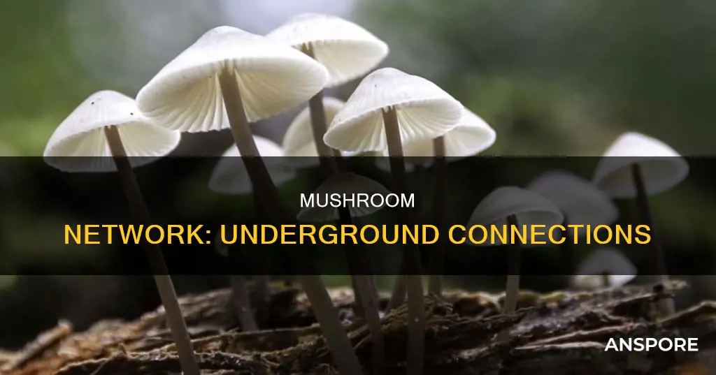 are mushrooms connected underground