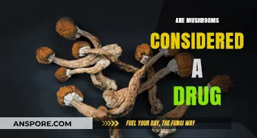 Mushrooms: Medicine or Mind-Altering Drug?