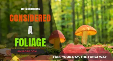 Mushrooms: Foliage or Fungus Among Us?