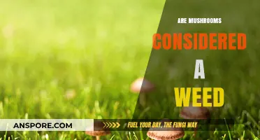 Mushrooms: Weeds or Wonder Fungi?