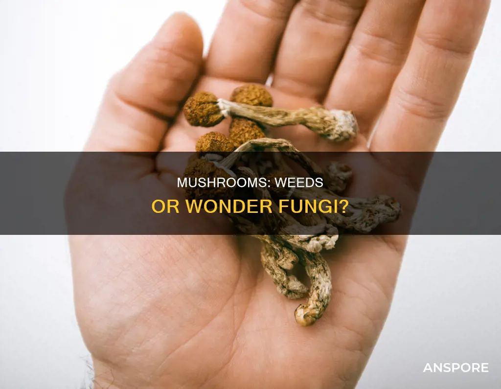 are mushrooms considered a weed