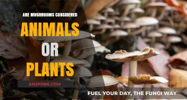 Mushrooms: Unveiling Their Kingdom Beyond the Plant-Animal Dichotomy