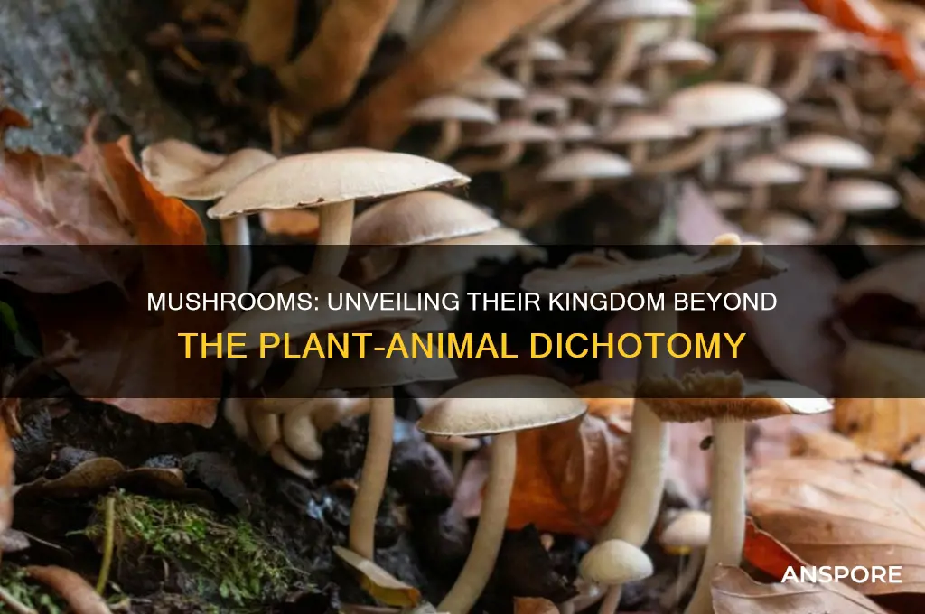 are mushrooms considered animals or plants